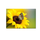 Sunflower With Butterfly Canvas Prints Wooden Wall Painting